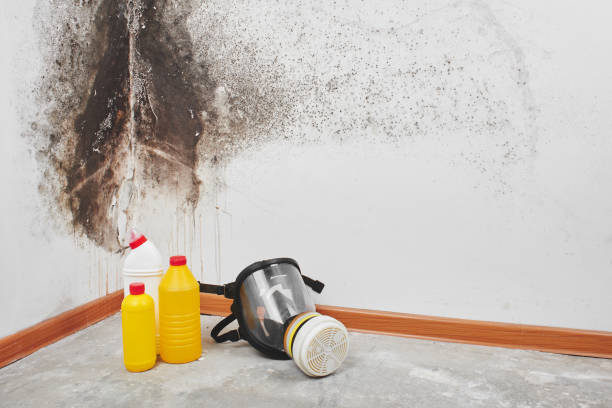 Best Kitchen Mold Remediation in Broadmoor, CA