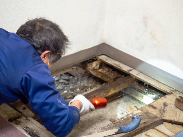 Trusted Broadmoor, CA Mold Remediation Experts