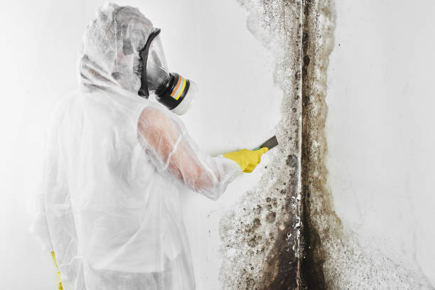 Best Bathroom Mold Remediation in Broadmoor, CA