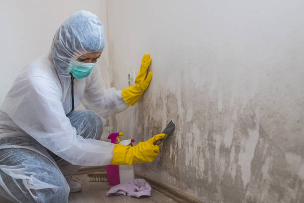 Trusted Broadmoor, CA Mold Remediation Experts