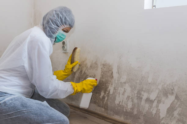 Best Residential Mold Remediation in Broadmoor, CA