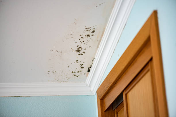 Best Mold Remediation for Specific Building Types in Broadmoor, CA