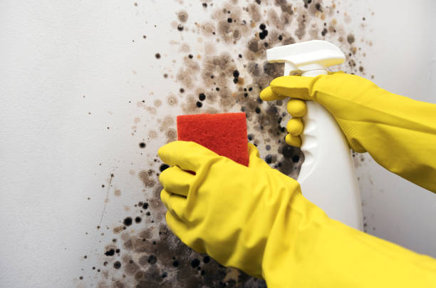 Best Localized Mold Remediation (e.g., coastal areas, humid climates) in Broadmoor, CA