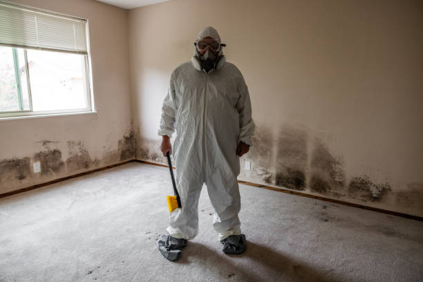 Best Basement Mold Remediation in Broadmoor, CA