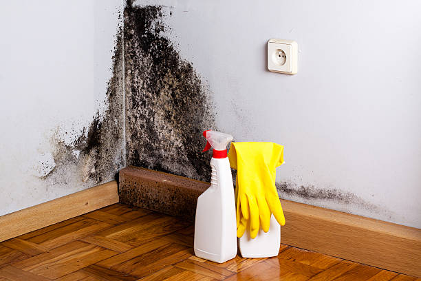 Best Emergency Mold Remediation in Broadmoor, CA